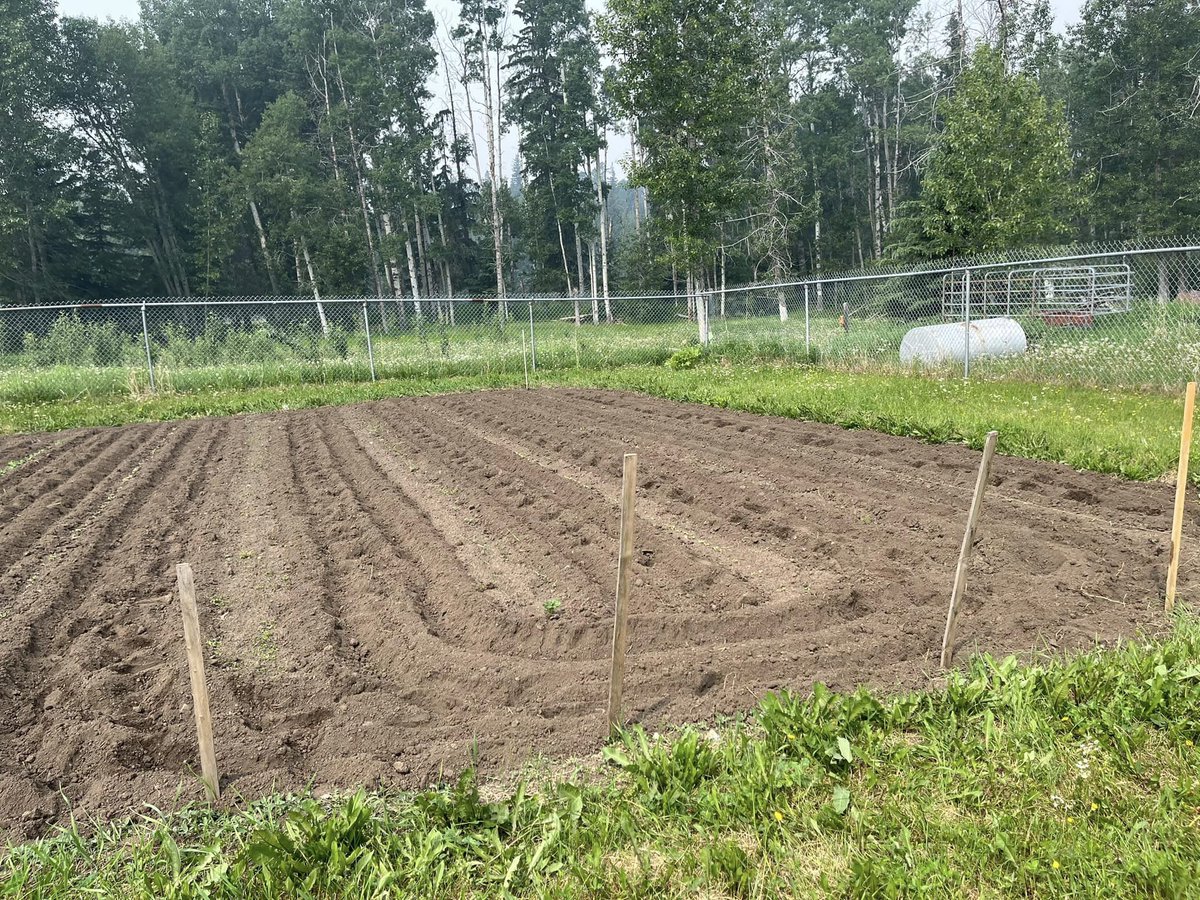 The garden was tilled yesterday, vegetables are all coming up and I'm sure everything is loving the rain.......
