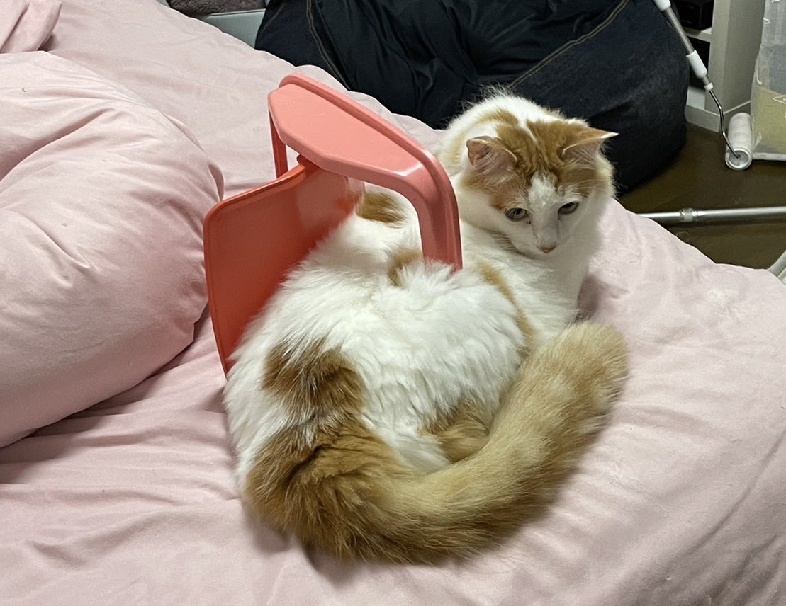 chashisan204's tweet photo. ���日の蓋ちゃん

 #ねこ  #猫のいる生活  #ねこすきさんと繋がりたい https://t.co/zwT4oHzxMe