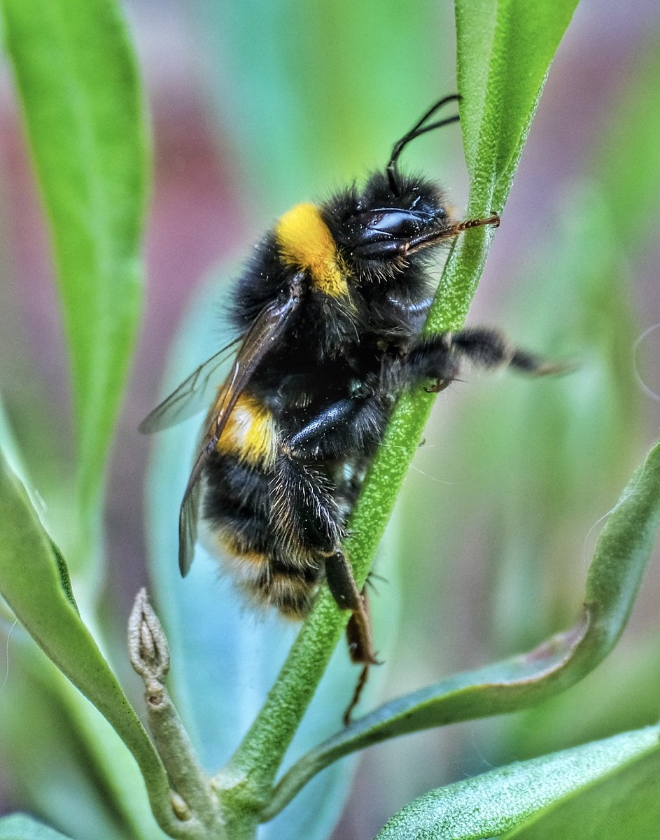 Holding on.
#chesham #chilterns #aonb #bucks #buckinghamshire #aonb #nature #natural #naturalworld #summer #countryside #bee #beesofinstagram #flowers #olivetree #honeybee #savethebees #pollen #pollinators #macro #macrophotography #naturephotography