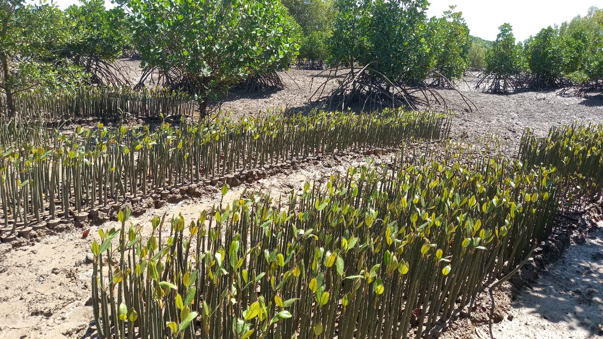 SUSOyouth's tweet photo. #Mangroves improve #waterquality, protect us from severe floods, and absorb more #carbon aiding in #climateaction. We recently collected &amp; set up a 5000 mangroves nursery at jomvuu kuu tudor creek.  Looking forward to growing over 20,000 more &amp; empowering communities #AdoptACreek https://t.co/qpCyAjBzJr