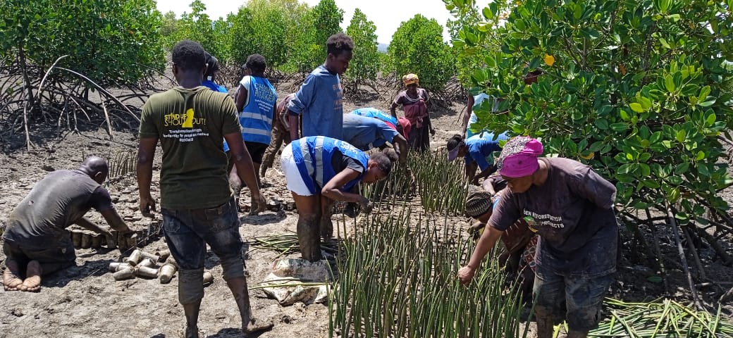 SUSOyouth's tweet photo. #Mangroves improve #waterquality, protect us from severe floods, and absorb more #carbon aiding in #climateaction. We recently collected &amp; set up a 5000 mangroves nursery at jomvuu kuu tudor creek.  Looking forward to growing over 20,000 more &amp; empowering communities #AdoptACreek https://t.co/qpCyAjBzJr