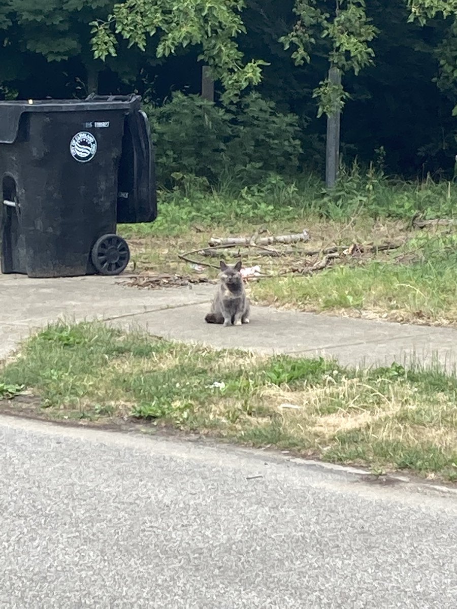 InsectView's tweet photo. Doing urban insect fieldwork means there will be a cat watching you at all times https://t.co/fsbApabW6s