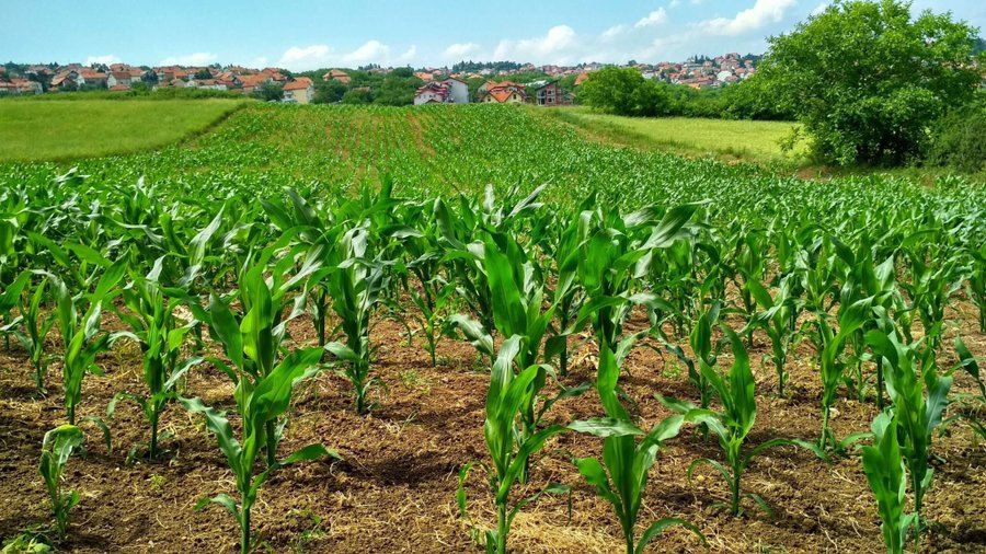 Corn farming 🚜  🤔