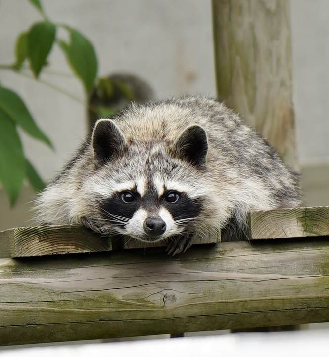 ここのアライグマ🦝はとても見やすいですね😊

#到津の森公園
#アライグマ
#ハチ
#ハナ