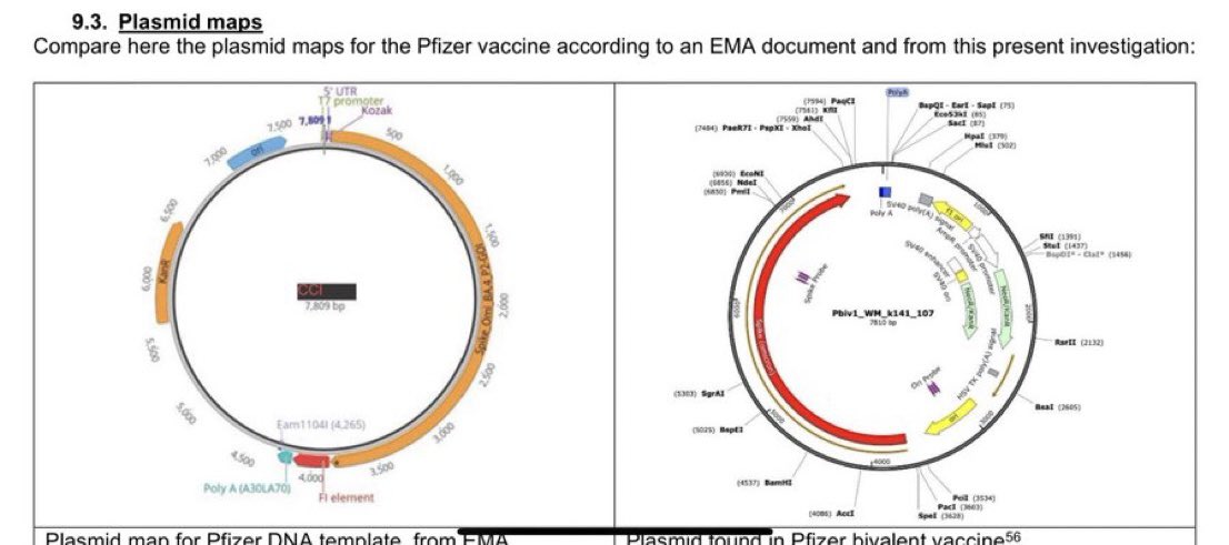 BUSTED! PFIZER EXPOSED FOR HIDING INSERTED SV40 CANCER PROMOTOR

LEFT:  Gene Map of Pfizer C19 Shot Submitted to EMA

RIGHT:  Actual Gene Map with SV40 DNA Discovered by American & Japanese geneticists

#CrimesAgainstHumanity #SV40 
View and subscribe to my videos on Apeel, the…