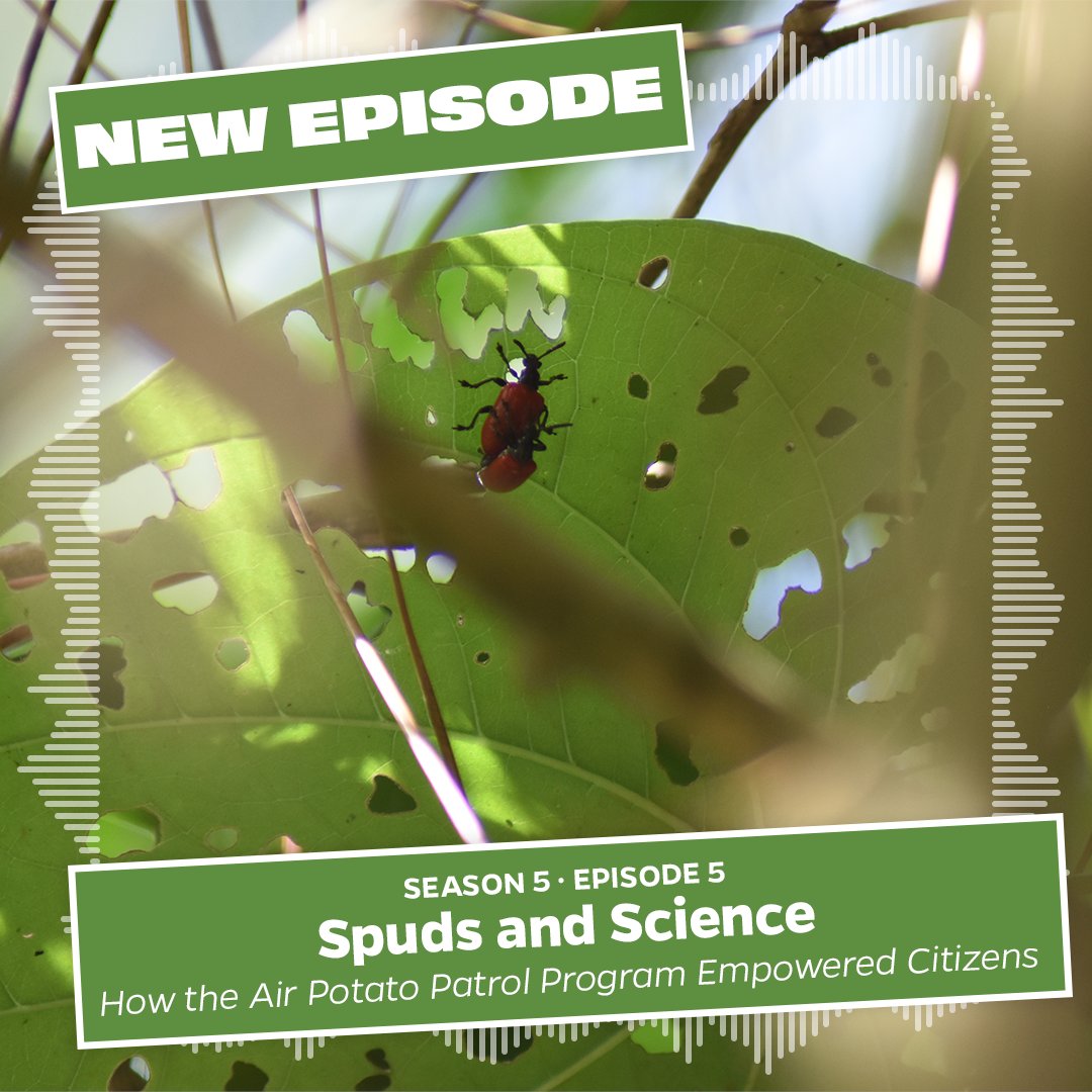 🚨NEW EPISODE OUT NOW 🚨 Tune in for this week's episode on how the air potato patrol program empowered citizens!

Listen to the #WorkingInTheWeeds podcast on all major platforms or our podcast webpage! podcasters.spotify.com/pod/show/ufifa…