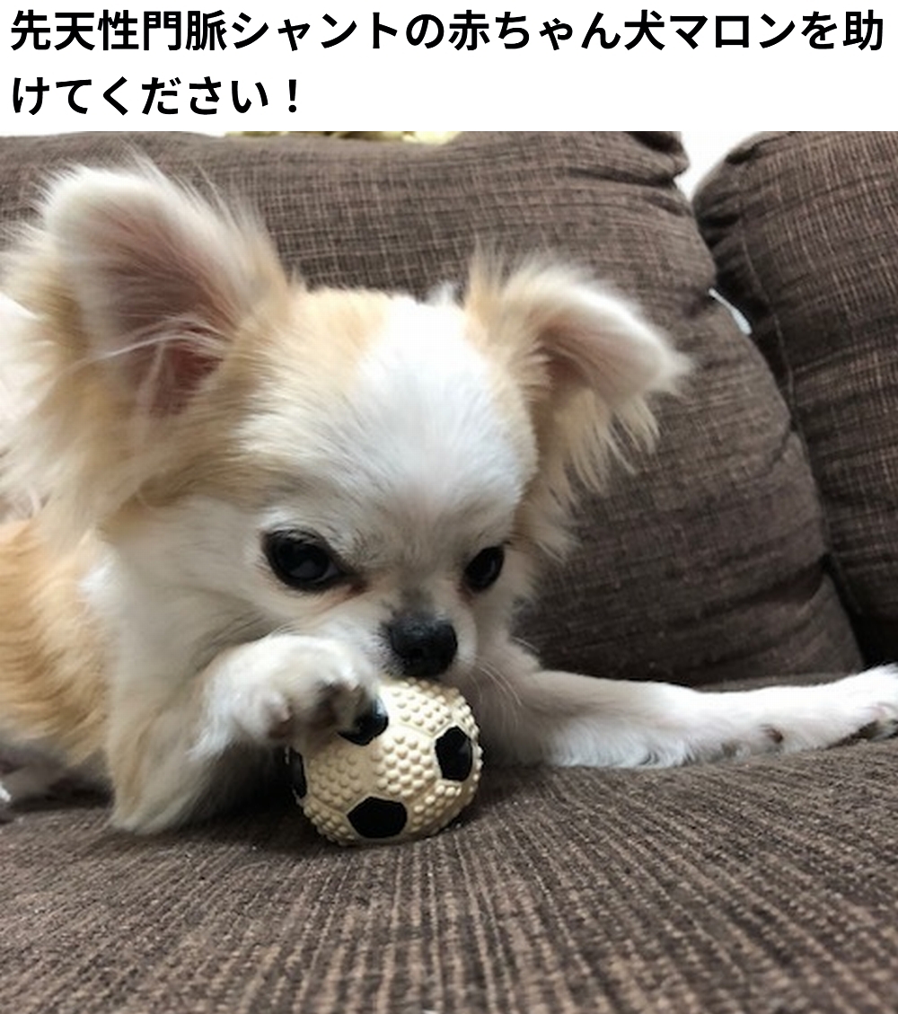 🆘#拡散希望🆘
マロンちゃん の 先天性門脈シャント のクラウドファンディングへの御協力お願いします🙇‍♂️
↓
readyfor.jp/projects/119434

残り15日で、達成率 9%(残31万8千円)と、大変 厳しい状況です！
達成率が100%に達しないと 支援金を受取る事が出来ません。

ご支援ご協力 宜しくお願いします🙇‍♂️