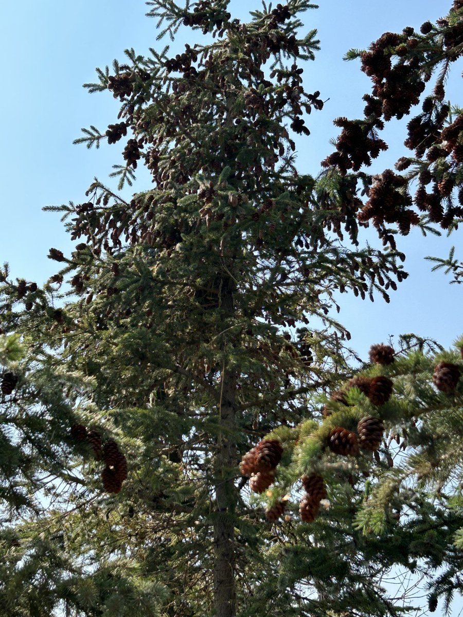 Grade 3 Hugh A. Bennett CBE tweet media