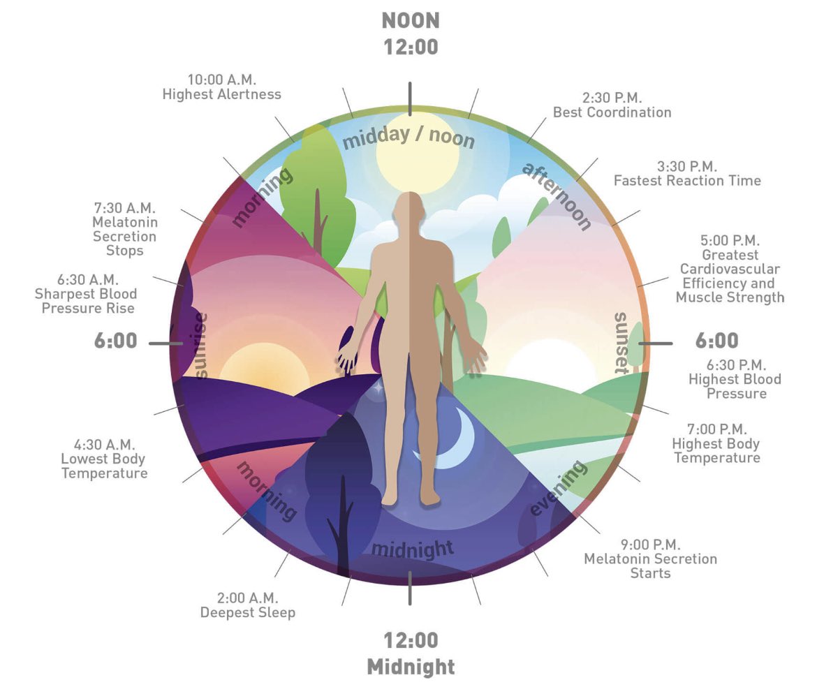 One of the most overlooked aspects of health, obesity and chronic disease: 

CIRCADIAN RHYTHM 

(Thread)