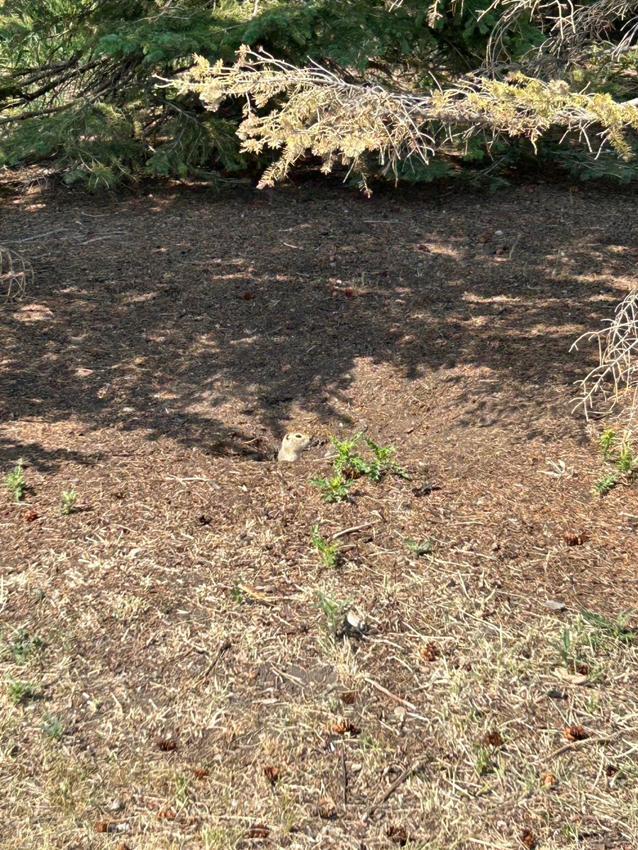 Grade 3 Hugh A. Bennett CBE tweet media