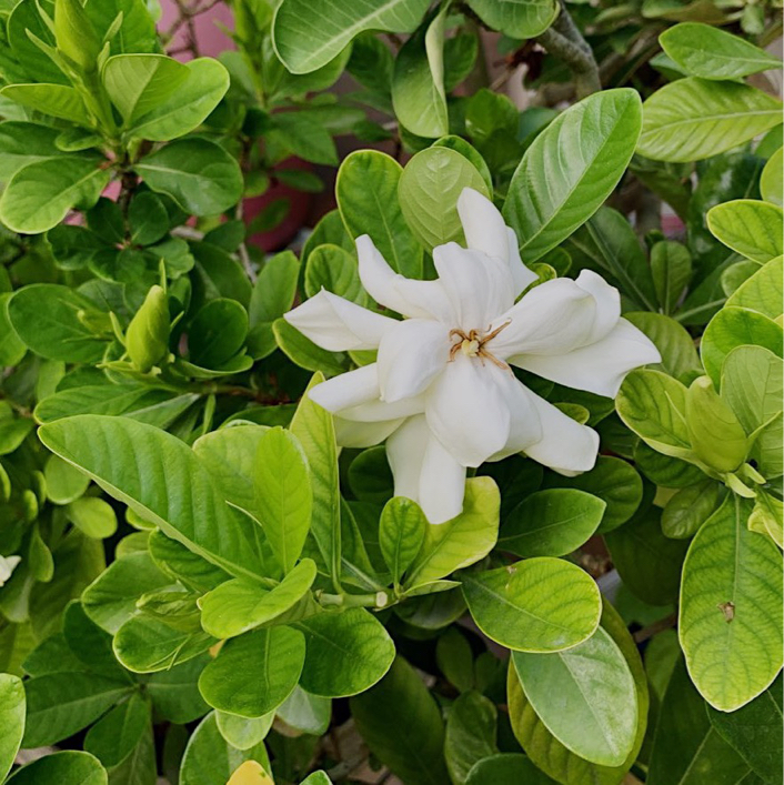 Vilunü | Scents of Maldives tweet media