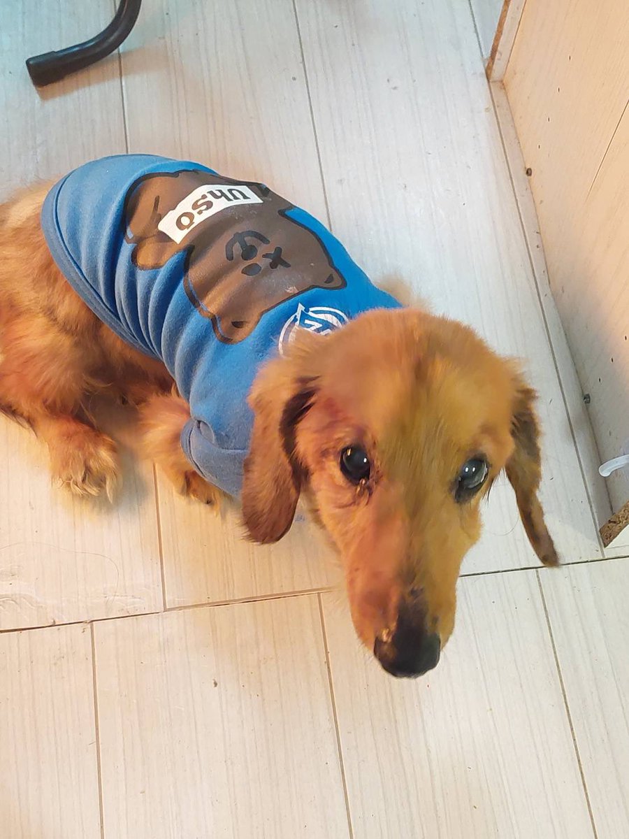 tkahanari's tweet photo. 飼い犬が居なくなりました。探してます！
M.ダックスフンド　♂茶色　16歳
【特徴】老犬の為、抜け毛で毛並みがまだら。手術の後遺症でおしりから膿が出てます。痩せ型。去勢済み。喉にたるみがあります。人懐っこいです。6/13日夜〜14日昼にうるま市勝連自宅から行方不明。洋服は着けていません。 https://t.co/5WoxDt0IZe