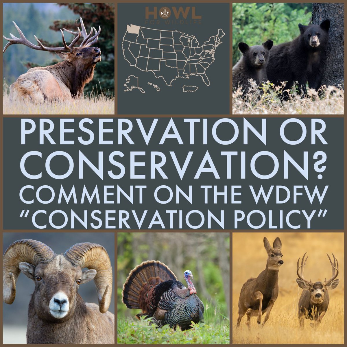 HOWL FOR WILDLIFE tweet media