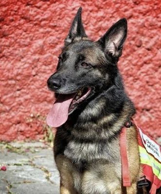 fetih1400191810's tweet photo. Mexika’lı arama kurtarma köpeği
Proteo Kahramanmaraş’a dünyanın
Öbür ucundan geldi enkazın altından
Can kurtarmaya çalışırken öldü
Öbürüde Eda Ece diye çok kıymetli
Sanatçımız oda enkazdan sağ çıkanları 
Nasıl yaralarım nasıl bunalıma sokarım
Diye elinden geleni yapıyor soruyorum
Eda Ece’mi?
Proteo’mu?