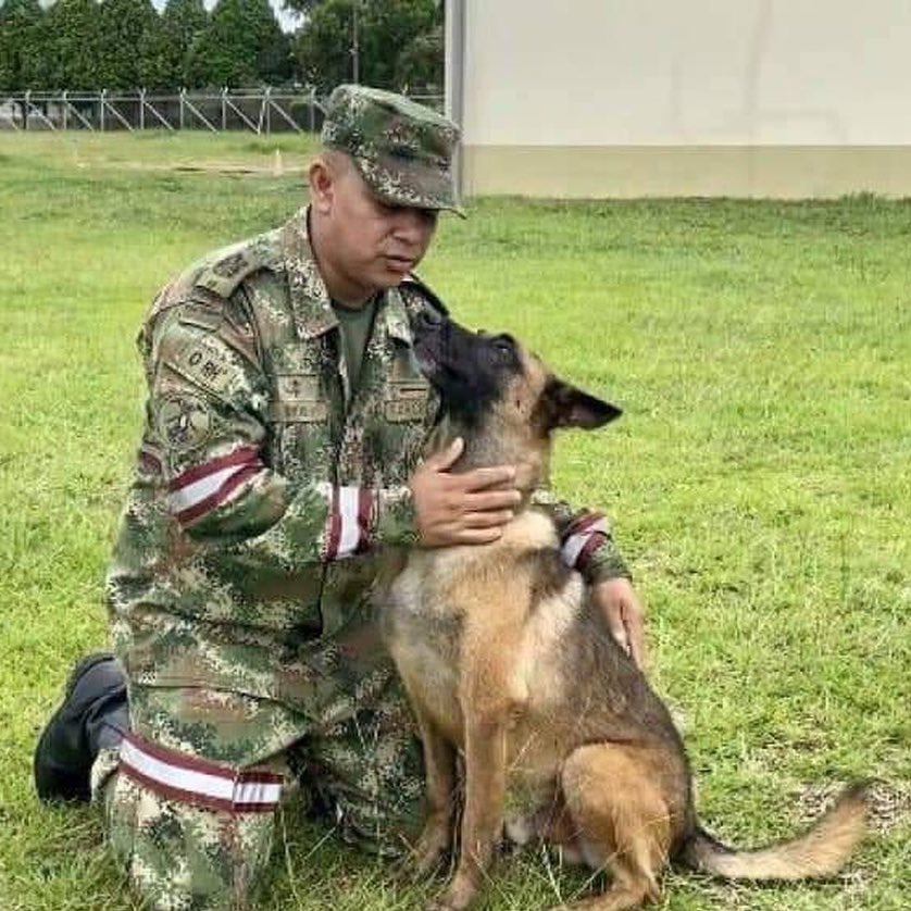 choquei's tweet photo. 🚨MUNDO: Cachorro Wilson foi avistado por militares, mas se assustou e correu. https://t.co/oOatwIlYpB