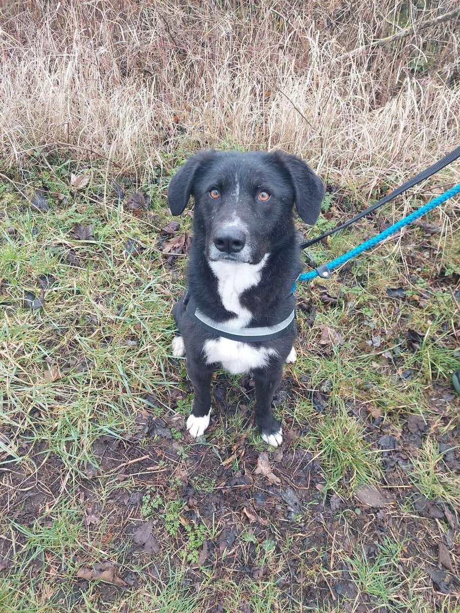 Monty would love to share your day and will sit patiently whilst you're on that zoom call. It would be your perfect op-paw-tunity to get out in the fresh air or sit on the sofa sharing pup-corn or a pup-eroni pizza at the end of your working day. #Lincolnshire #Yorkshire