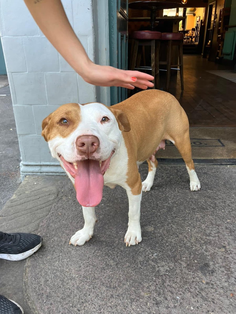 This cutie walked into the pub without a collar today, if you know who her owner is please give us a call 🐕❤️
.
#theangeloak #angeloak #therye #se15 #london #eastdulwich #nunhead #pub #peckham #southeastlondon #peckhamrye #ryepark #missingdog #lovestaffies #dogfriendly