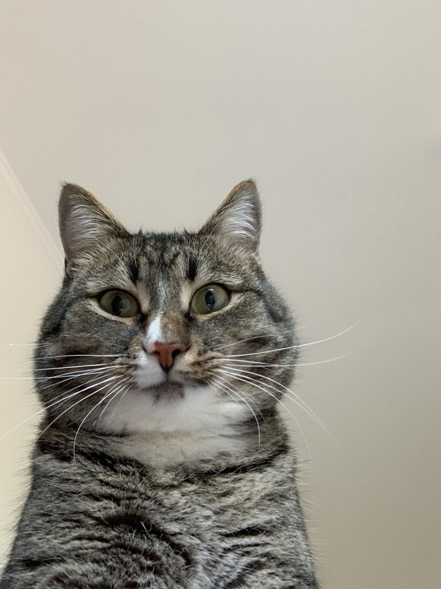 Было: маленький шарообразный кот 
Стало: большой шарообразный кот