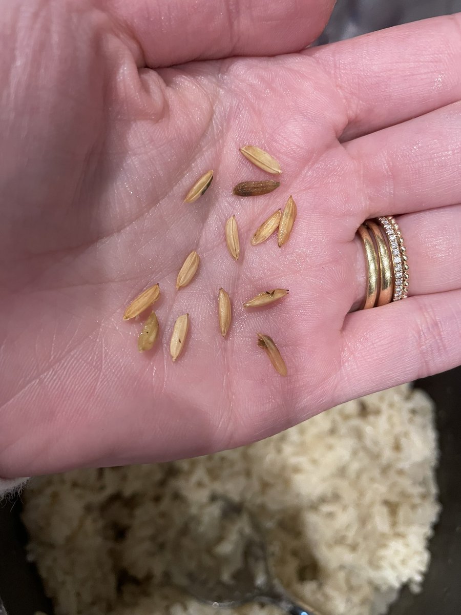 Mandy_Dunn's tweet photo. @mccormickspices hello - this was in my Zatarain’s rice last night after I made it. Never seen this before and make your rice all the time. What is it? https://t.co/h3EPQRYcC6