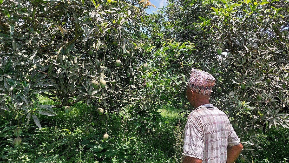 DhakalSaurav's tweet photo. सिन्धुली दुधाैली धन्सार चुरे बाट हजुर आँप । #Nepal #MangoSeason https://t.co/KKMStnAaly