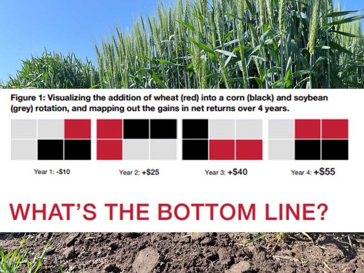 SOILS AT GUELPH (@soilsatguelph) on Twitter photo So great to attend the <a href="/plantagguelph/">Plant Ag Guelph</a> Wheat Field Day with #OntAg, <a href="/UofGuelphOAC/">Ontario Agricultural College</a>, <a href="/GrainFarmers/">Grain Farmers of Ontario</a>,<a href="/JoFollings/">Joanna Follings</a>, and more! Our factsheet with <a href="/greenbeltca/">Greenbelt Foundation</a> shows the positive net returns of including Wheat in rotation. Check it out.
soilsatguelph.ca/wp-content/upl… So great to attend the <a href="/plantagguelph/">Plant Ag Guelph</a> Wheat Field Day with #OntAg, <a href="/UofGuelphOAC/">Ontario Agricultural College</a>, <a href="/GrainFarmers/">Grain Farmers of Ontario</a>,<a href="/JoFollings/">Joanna Follings</a>, and more! Our factsheet with <a href="/greenbeltca/">Greenbelt Foundation</a> shows the positive net returns of including Wheat in rotation. Check it out.
soilsatguelph.ca/wp-content/upl…