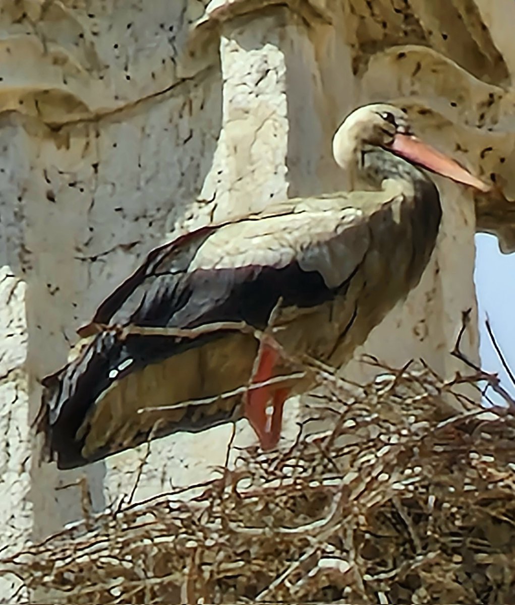 NeilElvidge's tweet photo. White storks nesting right at the top of Cathedral Basilica of Saint Antoninus, Palencia Spain, not too bad for a phone camera zoom, taken with S22 Ultra #whitestork #palencia #Cathedral https://t.co/XExBCcfHSb