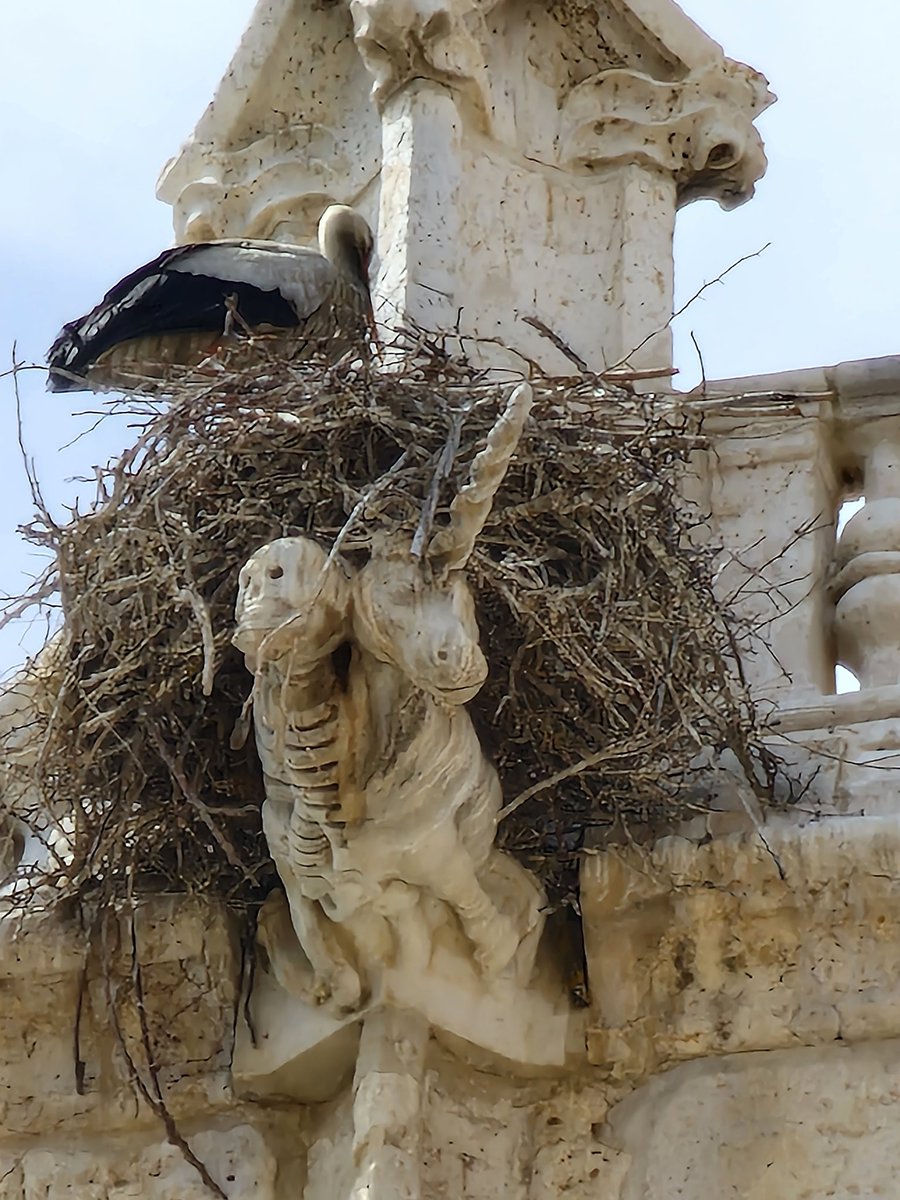 NeilElvidge's tweet photo. White storks nesting right at the top of Cathedral Basilica of Saint Antoninus, Palencia Spain, not too bad for a phone camera zoom, taken with S22 Ultra #whitestork #palencia #Cathedral https://t.co/XExBCcfHSb