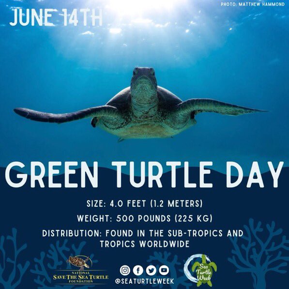 scubated's tweet photo. June 14 is Green Sea Turtle Day💚

This sea turtle species is the only one to come on shore regularly to bask &amp; can be found dining on seagrasses, seaweeds, algae &amp; other forms of marine plant life.

👉Learn more here: https://t.co/4DNV3m5GXQ…

Photo Matthew Hammond https://t.co/P0B1d4GMXj