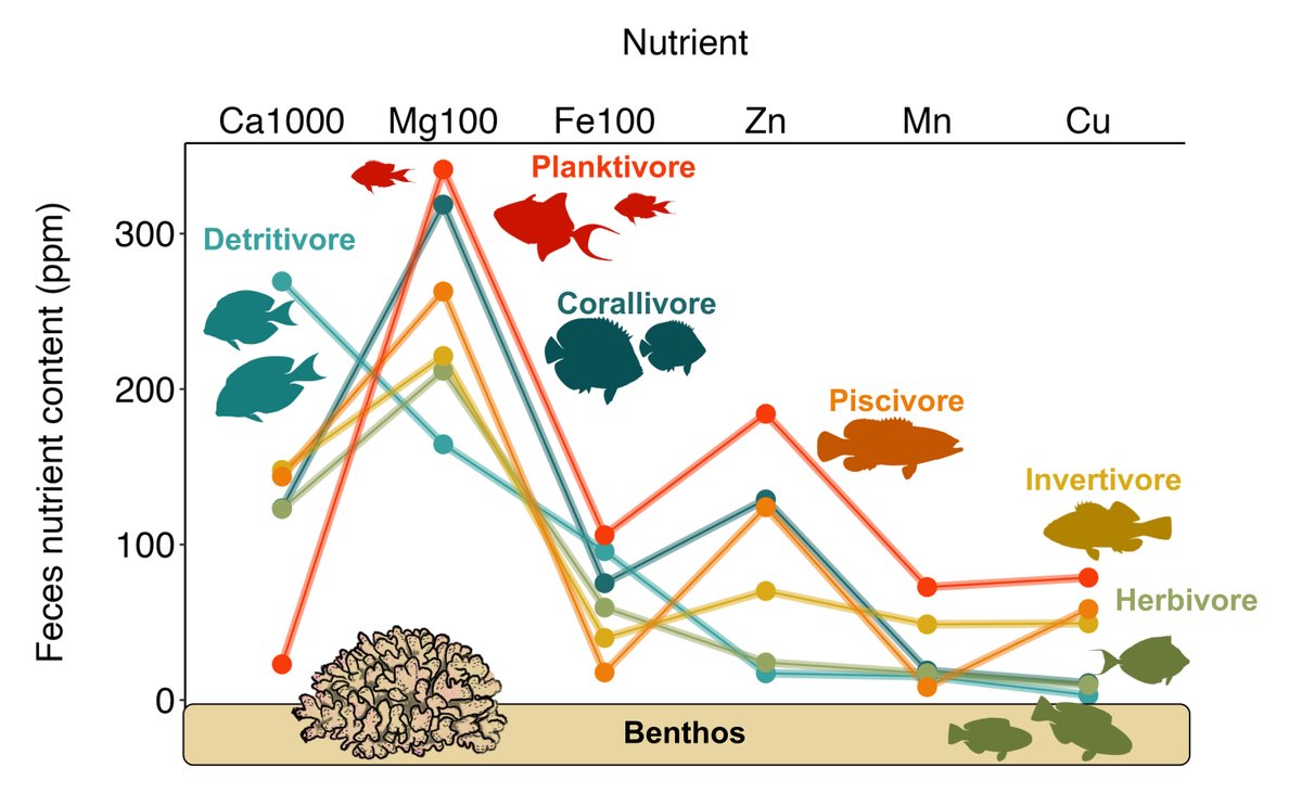 Ecology (@esaecology) on Twitter photo Now online in <a href="/ESAEcology/">Ecology</a>:
Fish feces reveal diverse nutrient sources for coral reefs
doi.org/10.1002/ecy.41…
With #OpenData in <a href="/datadryad/">Dryad</a> & <a href="/ZENODO_ORG/">Zenodo</a>
#Biodiversity #Nutrients #NSFFunded <a href="/NSF/">U.S. National Science Foundation</a> @jacey_van_wert @LaylaEEB <a href="/ks_munsterman/">Katrina Sky Munsterman</a> <a href="/NinaSchiett/">Dr Nina Schiettekatte</a> <a href="/jordanmcasey/">Dr Jordan Casey</a> @gobysimon Now online in <a href="/ESAEcology/">Ecology</a>:
Fish feces reveal diverse nutrient sources for coral reefs
doi.org/10.1002/ecy.41…
With #OpenData in <a href="/datadryad/">Dryad</a> & <a href="/ZENODO_ORG/">Zenodo</a>
#Biodiversity #Nutrients #NSFFunded <a href="/NSF/">U.S. National Science Foundation</a> @jacey_van_wert @LaylaEEB <a href="/ks_munsterman/">Katrina Sky Munsterman</a> <a href="/NinaSchiett/">Dr Nina Schiettekatte</a> <a href="/jordanmcasey/">Dr Jordan Casey</a> @gobysimon