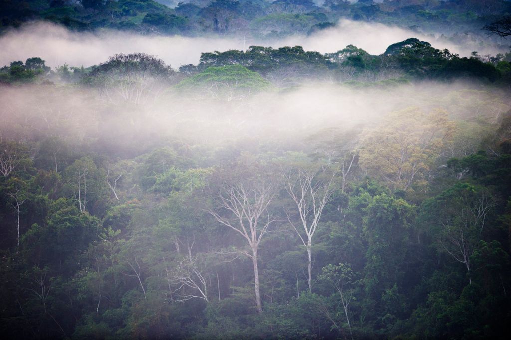 joleffers's tweet photo. Doppeltes Wunder vom Amazonas: Nach 40 Tagen wurden jetzt vier Kinder aus dem Regenwald gerettet. Bei einem Crash 1971 hatte Juliane Diller, 17, als einzige Passagierin überlebt. Sie war das Mädchen, das vom Himmel fiel – und sieht einige Parallelen. https://t.co/NcG8oeHKoj (S+) https://t.co/pGC5WSairW