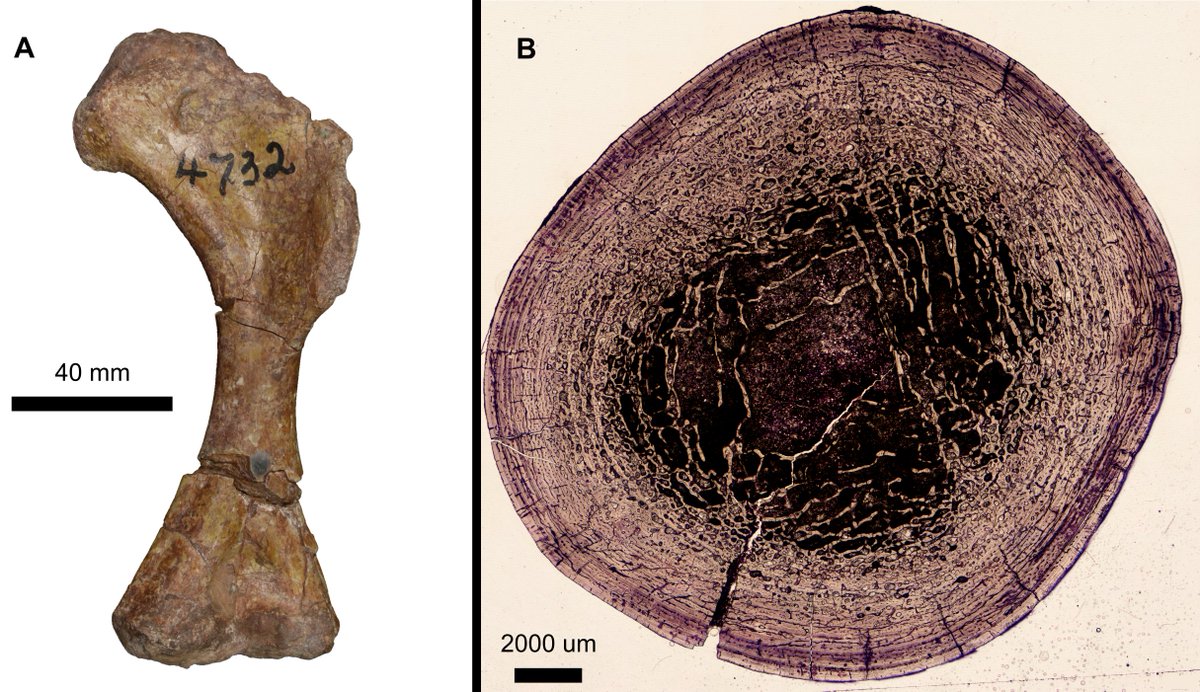 Our new #OpenAccess paper on the smallest adult Jurassic sauropodomorph is out in <a href="/RSocPublishing/">Royal Society Publishing</a> ! 🇿🇦🦕
Although small, this little dinosaur tells us a mighty story about body mass evolution in the clade!
Check it out:
royalsocietypublishing.org/doi/10.1098/rs…