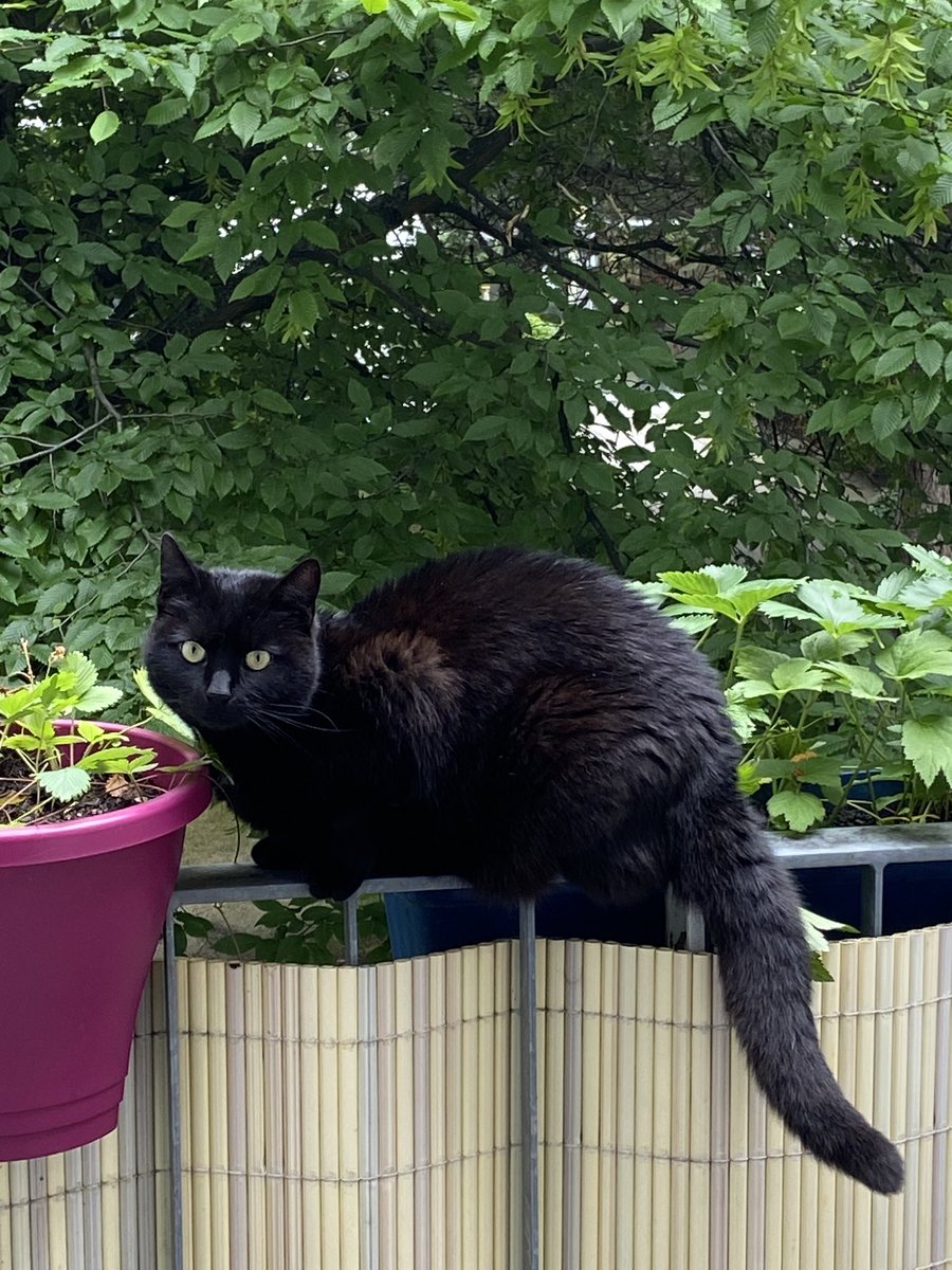hugs4ateez's tweet photo. Had to use my excuse to share my cat with everyone again soooo HERE SHE IS!!! My child <{
#AtinyPetDay
#AtinySpiritWeek https://t.co/sz0Hnv31oL