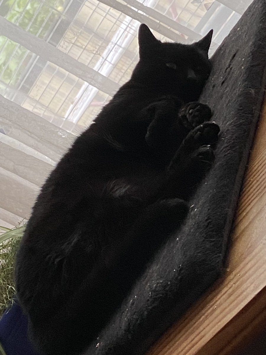 hugs4ateez's tweet photo. Had to use my excuse to share my cat with everyone again soooo HERE SHE IS!!! My child <{
#AtinyPetDay
#AtinySpiritWeek https://t.co/sz0Hnv31oL