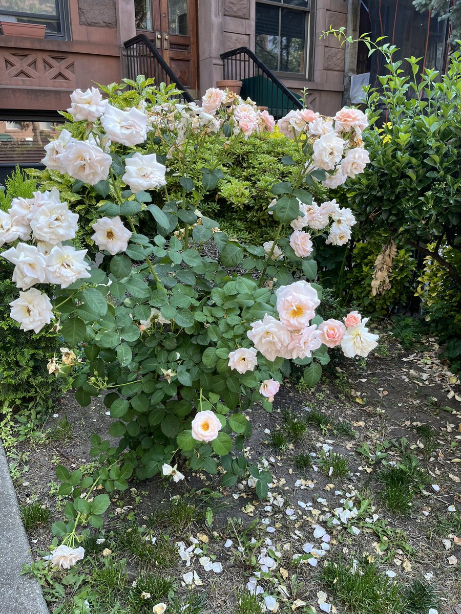 Saba Gul tweet media