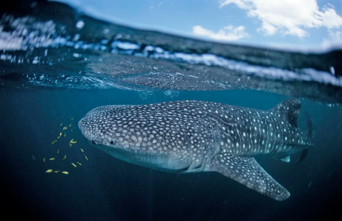 A #WyrdWednesday thread on how encounter with whale sharks is seen as a good omen in different areas in Indonesia.

Balikukup locals in my home East Borneo call them Hiu Nenek ('Grandmother Shark'); benevolent sea grandmothers who bless them when swimming past fishing boats. 1/8