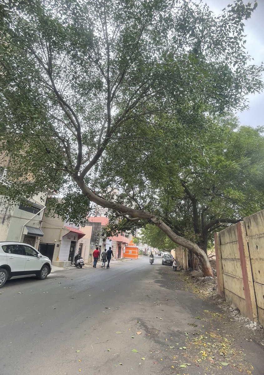 mandip_v's tweet photo. Take action @smartcityrajkot @PgvclR  @DrPradipDav tree will fall down. RMC complaint no 23172006 https://t.co/1Gg0tsoSIo