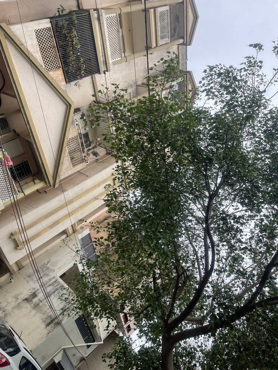 mandip_v's tweet photo. Take action @smartcityrajkot @PgvclR  @DrPradipDav tree will fall down. RMC complaint no 23172006 https://t.co/1Gg0tsoSIo