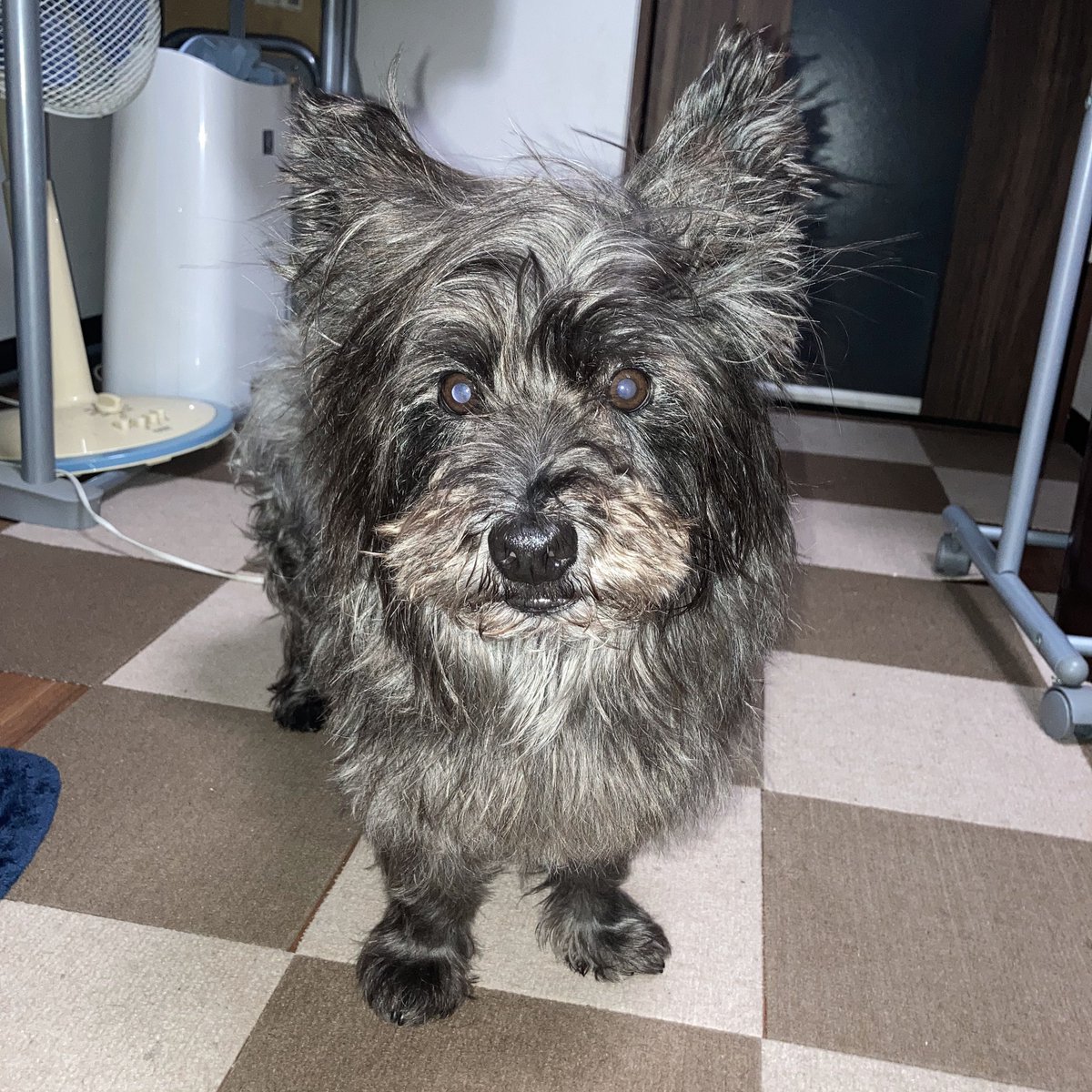 チャンプは雨が降っていますが夜散歩を要求します。

🐾「僕は夜も散歩に行かないと…病気になるよ🤧」

あなたは散歩中毒者です🤪

#ケアンテリア #ケアーンテリア
#ケアーン・テリア #CairnTerrier #cairnitude