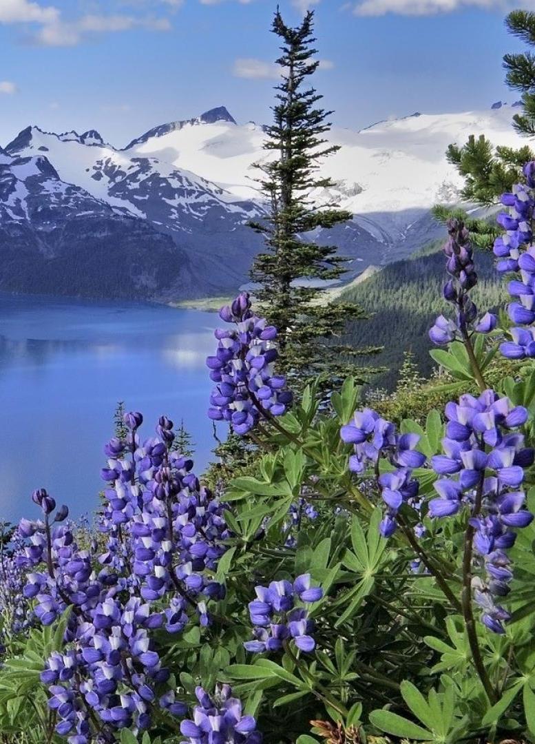 LoveSongs4Peace's tweet photo. Lupines in Alaska's springtime (Lupinus arcticus). 
It's is a species of flowering plant in the legume family known by the common name Arctic lupine. It is native to North America and Alaska. 
#nature #naturephotography #naturebeauty #scenic #photography 

https://t.co/1xnZsMwHmF https://t.co/fWuSiU4YzO