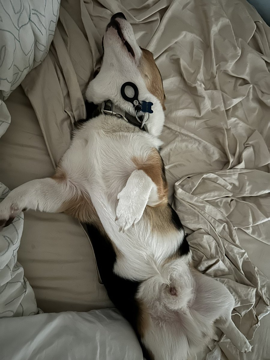 George Conway ⚖️🇺🇸 tweet media