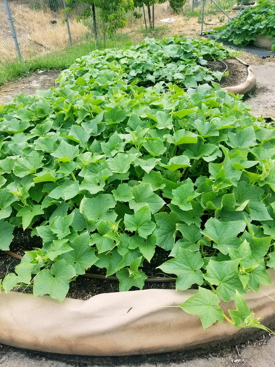 SmartPots's tweet photo. Wow! Orovillle Organic Gardens' Smart Pot Garden is thriving. Visit the biggest little garden shop in Oroville to see for yourself!
#SmartPots https://t.co/w4JqoEOVYh