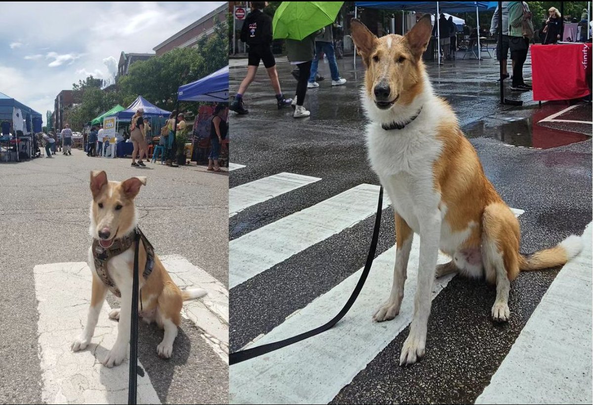 apepelis's tweet photo. The difference a year can make. 2022 vs 2023, 17lbs vs 60lbs. @smooth_collie_charlie #smoothcollie #smoothcolliesofinstagram #charliedoggram
https://t.co/kojeSRRdX6 https://t.co/OC6f0VpGZ9