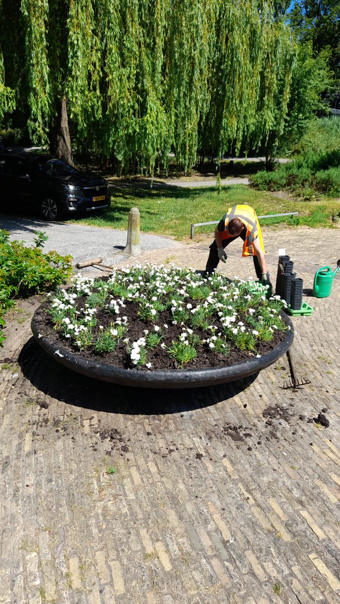 De witte anjers voor Veteranendag 24 juni staan weer. Mooi dit zo te doen