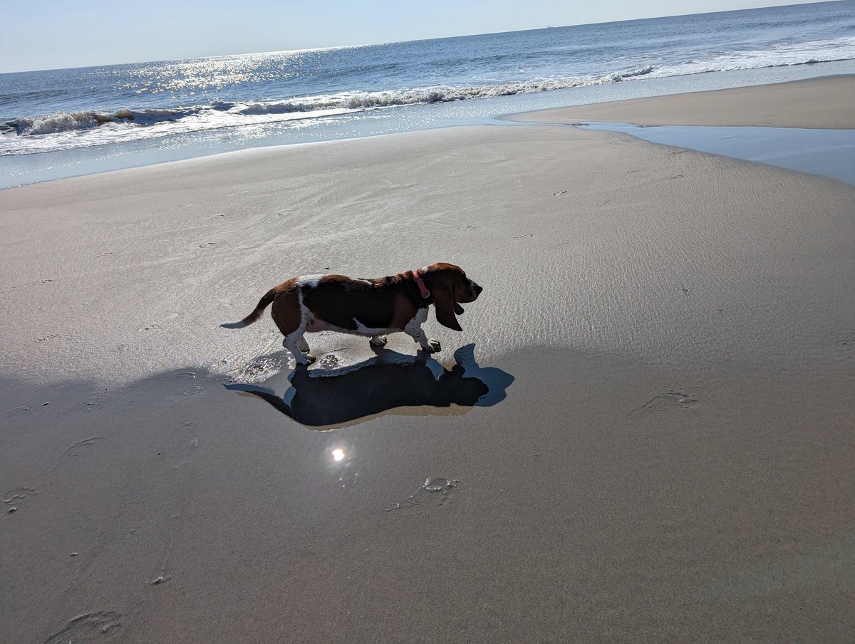 CroftonHounds's tweet photo. The sunrise on the beach is the best way to get up. #NotALazyBassetOnSand #GoodDogLife https://t.co/GTB2G8ZB1Z