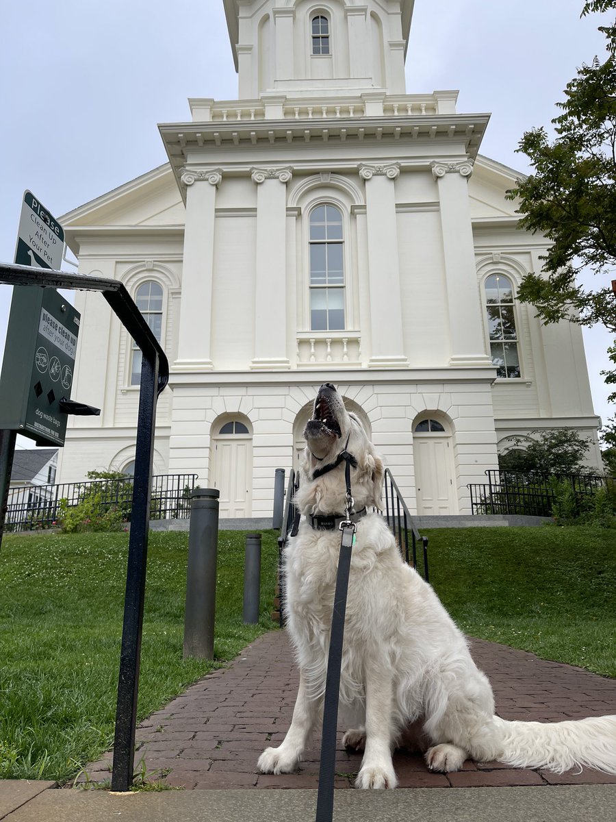 RiverOfNYC's tweet photo. here i am this morning at the provincetown public library to inspect some books but perhaps first a snoozle https://t.co/Z92ZP9lzYO