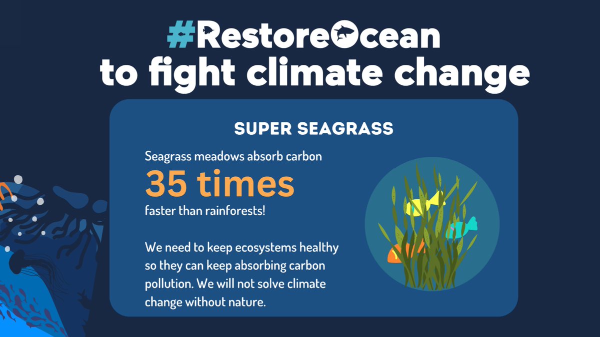 🌱 Seagrass absorbs carbon 35 times faster than forests. Make nature our ally to fight #ClimateChange.

Tomorrow vote to #RestoreNature and #RestoreOcean by supporting the #NatureRestorationLaw. The time to act is now!