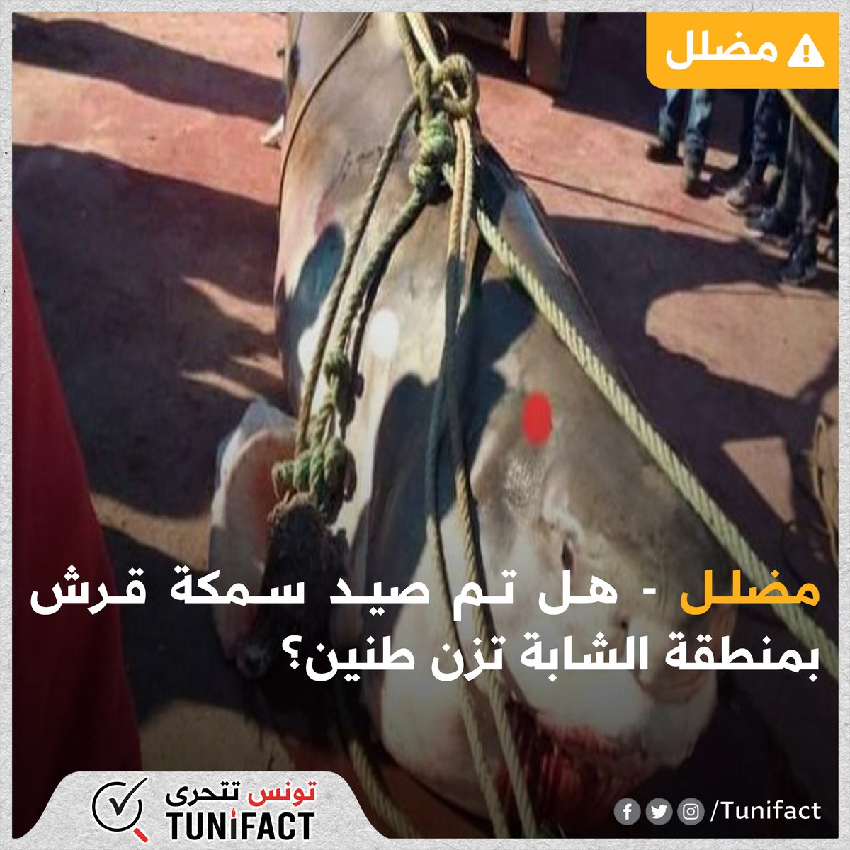 TuniFact tweet media