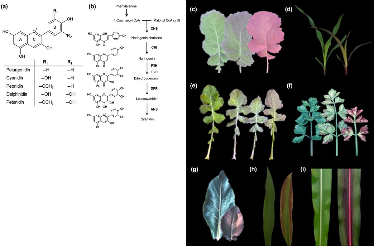 Why do plants blush when they are hungry? Mareike Jezek, et al. 👇 📖 ow.ly/m1QJ50ONWos