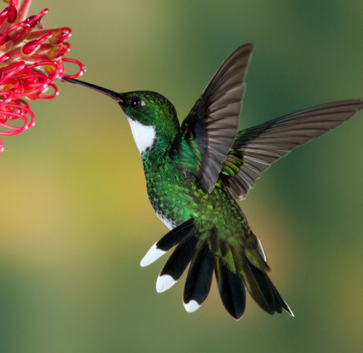 Nice hummingbird ❤️