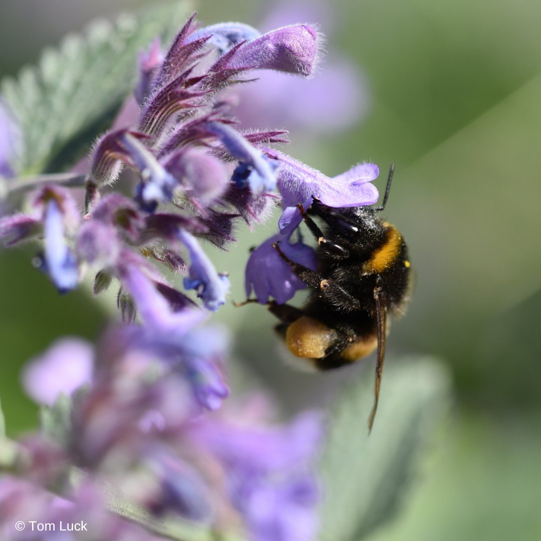 With increasing concern about the lack of insects, including bumblebees, we take a look at the first few months of 2023 BeeWalk data to see what is happening. Read on and please retweet if you find this interesting. @BBCSpringwatch #Springwatch 1/11